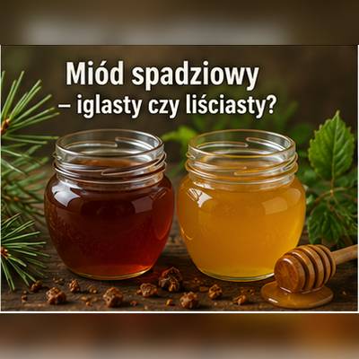 Miód spadziowy iglasty i liściasty – porównanie barwy i charakteru