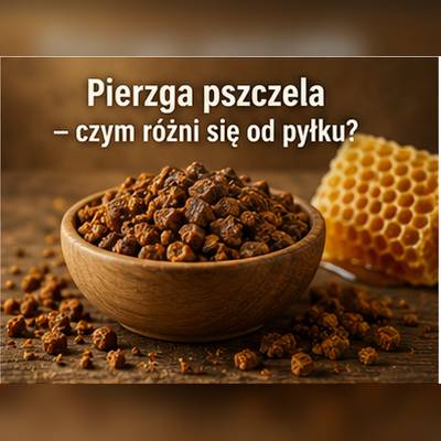 Pierzga pszczela i pyłek pszczeli – porównanie produktów