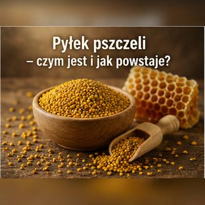 Pyłek pszczeli – kolorowe granulki pyłku kwiatowego